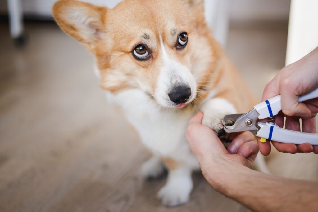 7 Best Ferret Nail Clippers For Your Pets In 2022