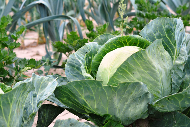 Cabbage Health Benefits for Men