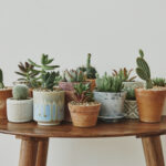 Beautiful Plants For Your Home